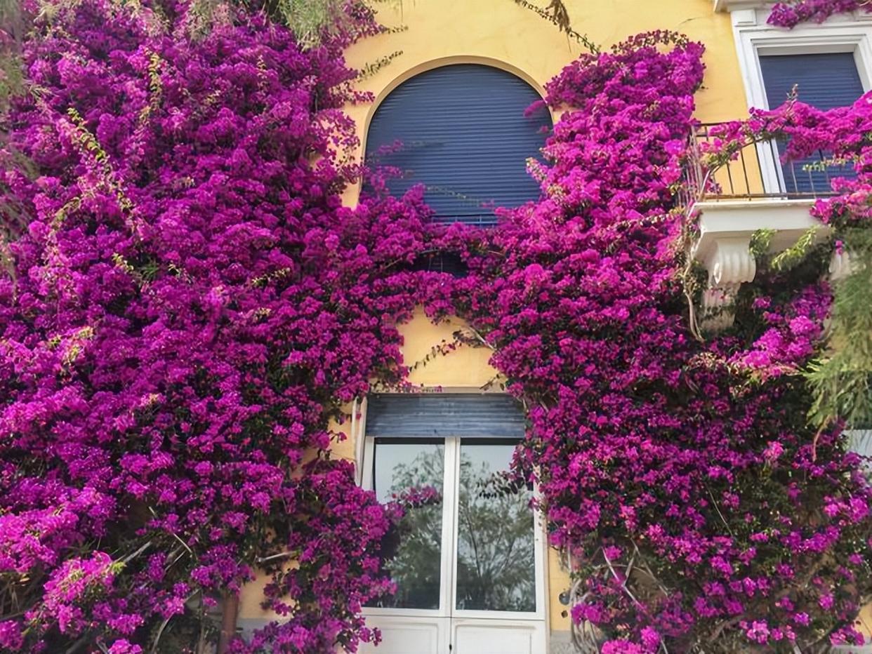 三角梅爬满围墙,花开灿烂时,就变成一道花墙,引得路人围观瞩目