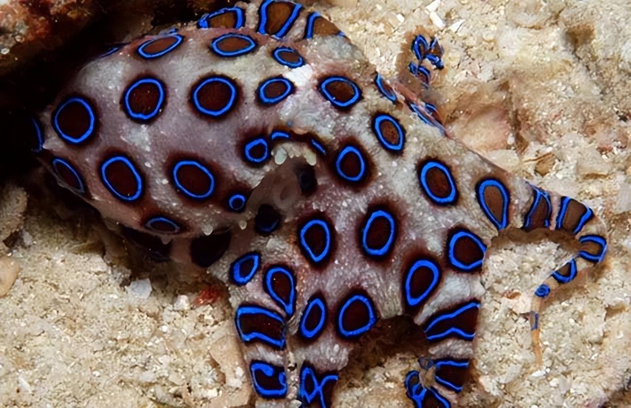 蓝环章鱼和蓝纹章鱼图片