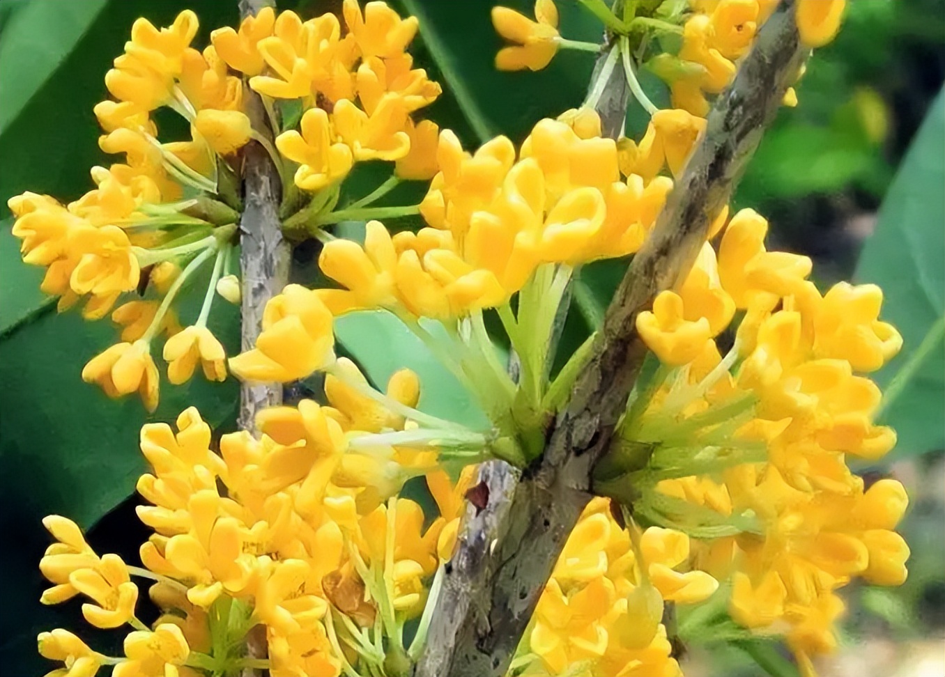 4种"黄金树",家里种一棵,能活上百年,自带 "富贵风"