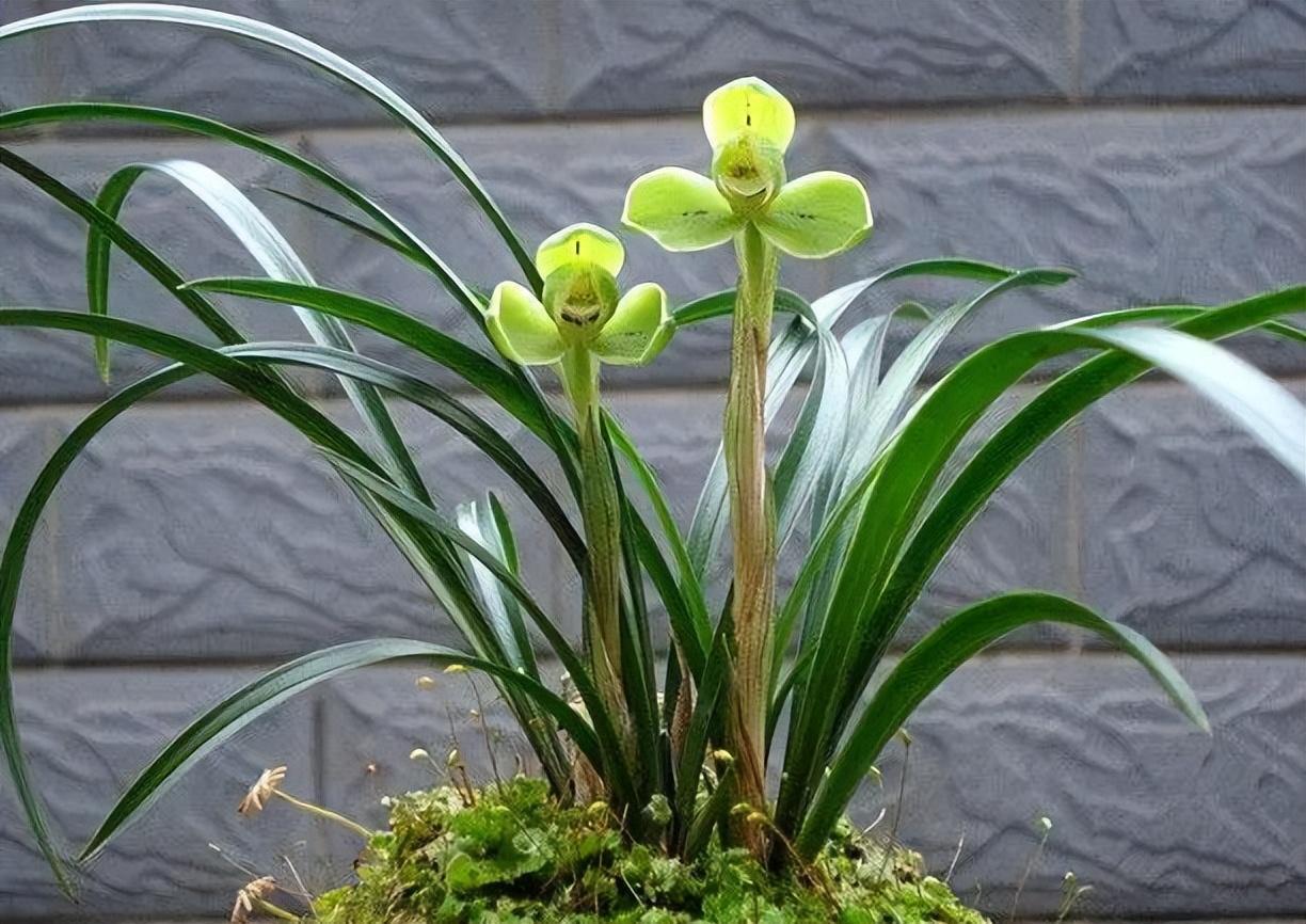 春兰四大天王之首"宋梅",瓣型完美,幽香馥郁,开花后自带仙气