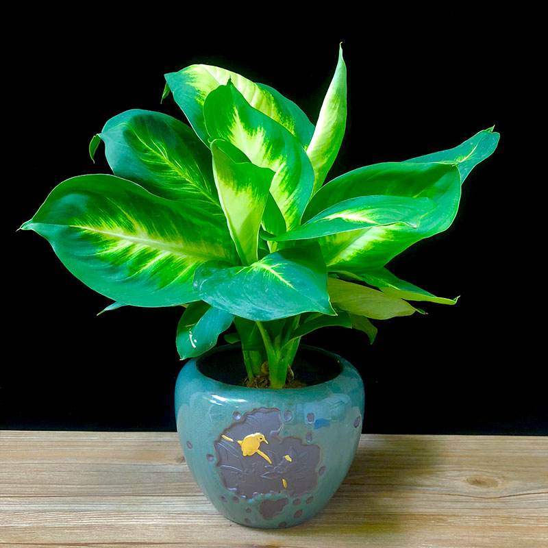 玛丽安绿植有毒吗