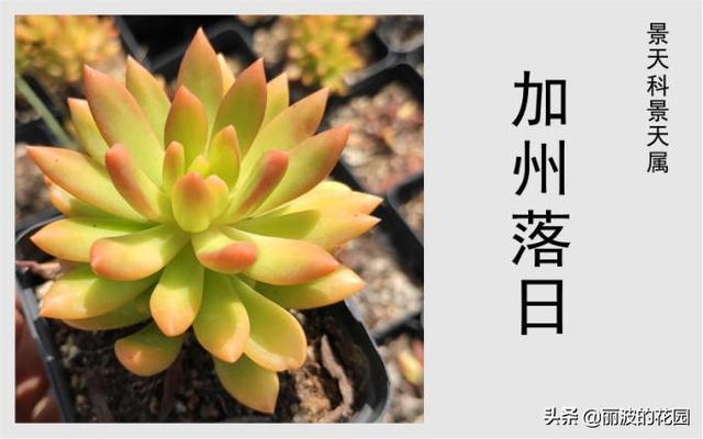 加州落日是一种黄色系列多肉,出状态红黄色很好看的多肉,易群生