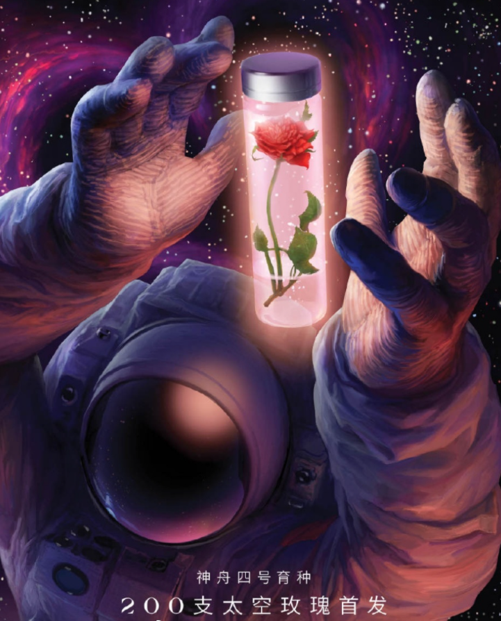 太空育种玫瑰首次七夕亮相,花期长象征着爱情更长久的浪漫