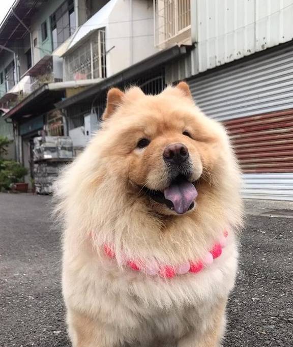 为什么"松狮犬"越来越多人养?网友:养了才发现"真香"