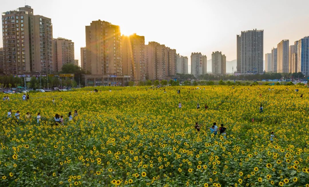 重庆市北碚植物园图片