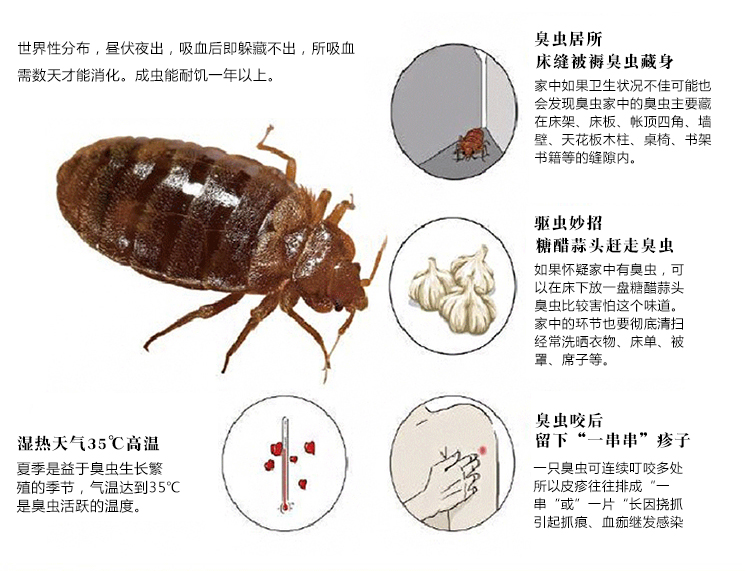 多国罕现床虱爆发 和跳蚤体虱不同