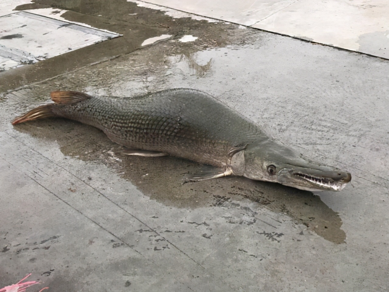 "毒物"鳄雀鳝入侵广东,土著鱼全线败退,罗非的泛滥还想重演?