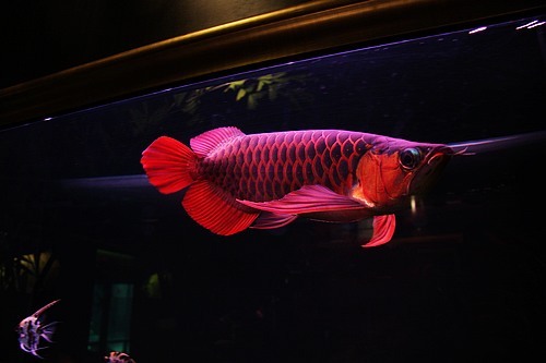 最贵的观赏鱼有哪些