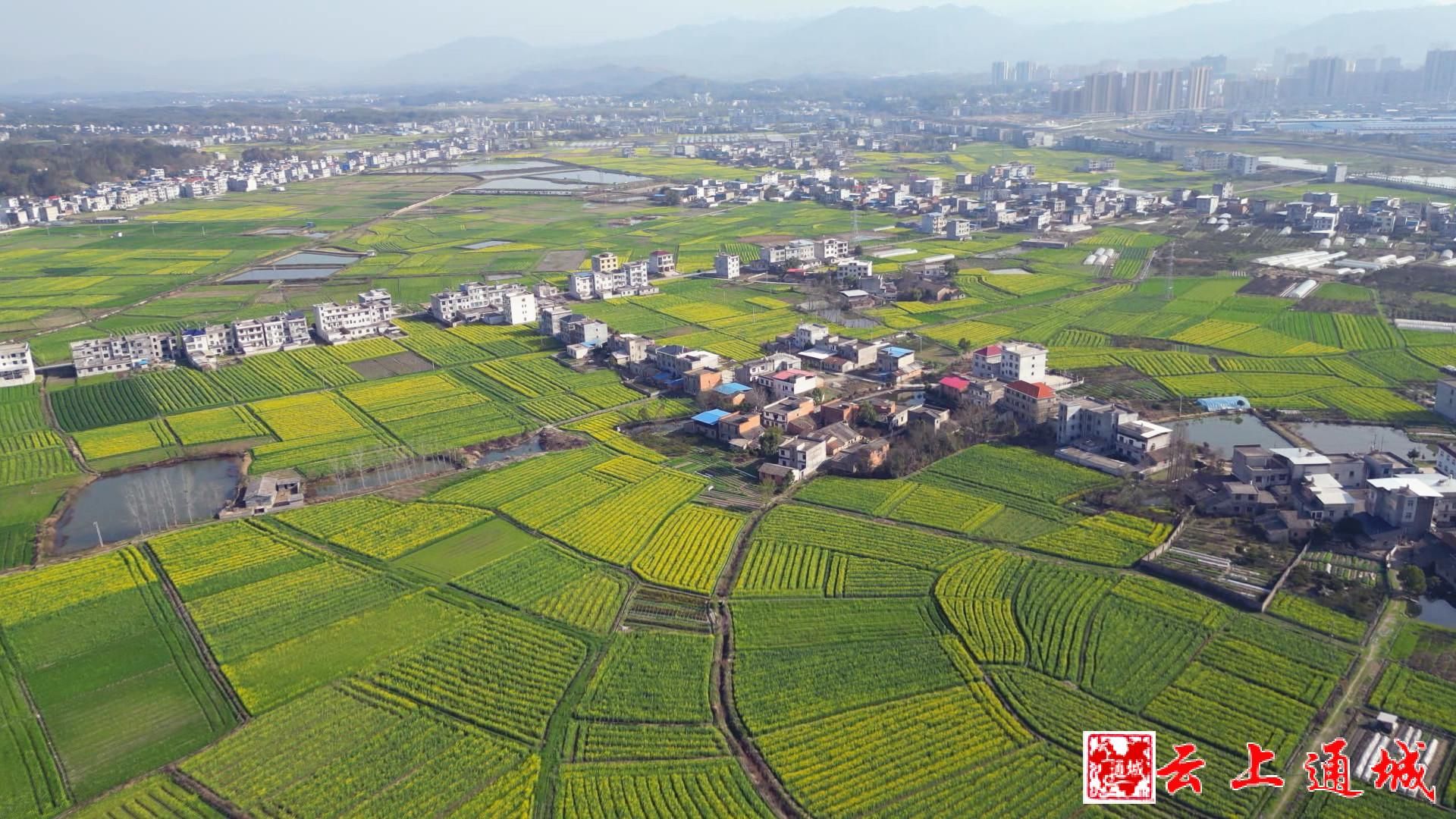 通城隽水镇:齐抓共管播油菜,联农带农助增