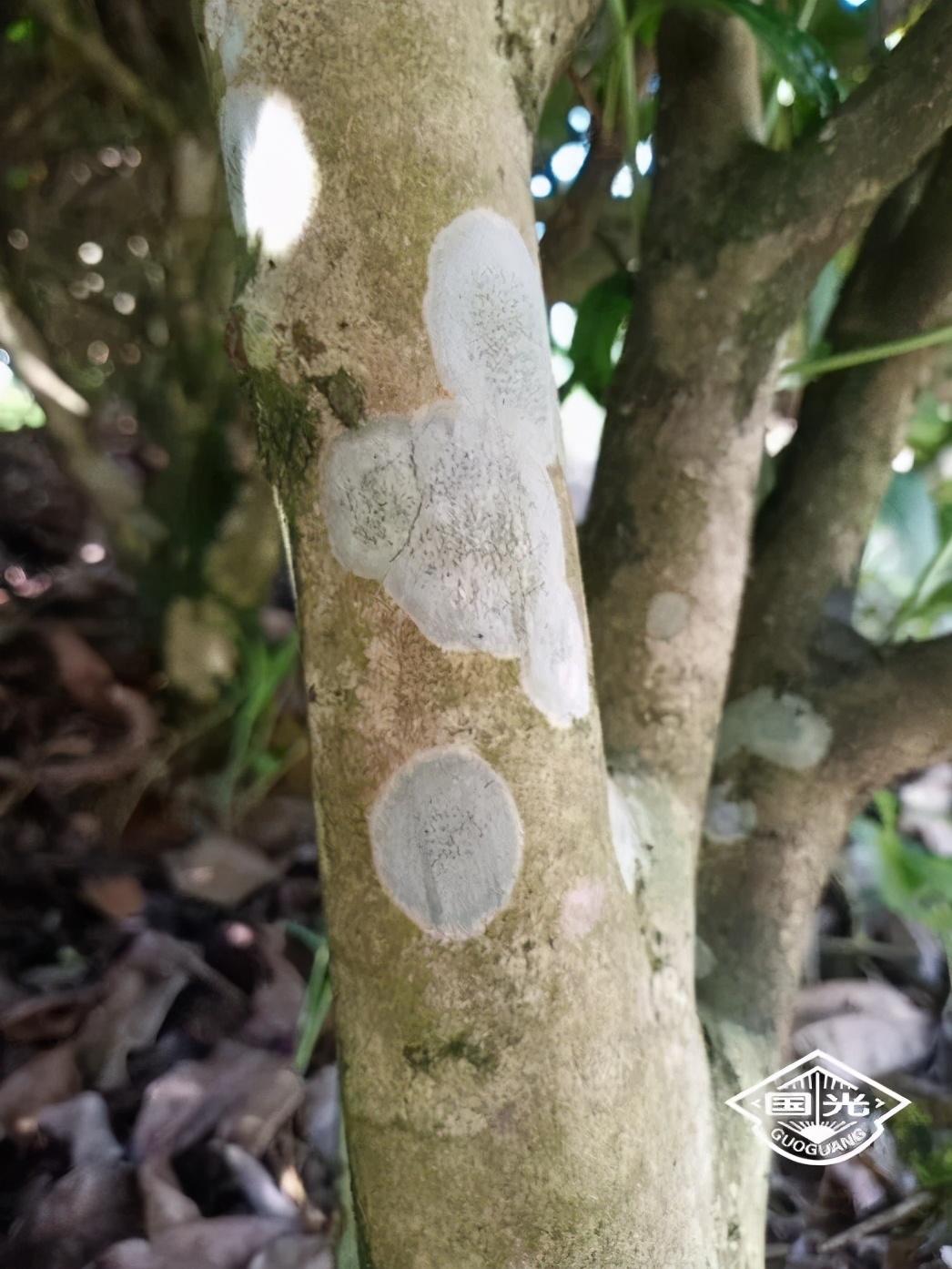 「收藏」茶树膏药病的发生症状及防治方法