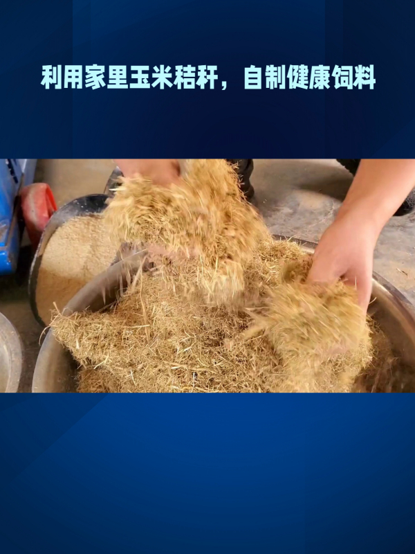 干玉米秸秆简单发酵法图片