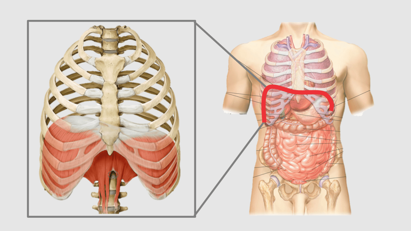 人体膈下位置图图片