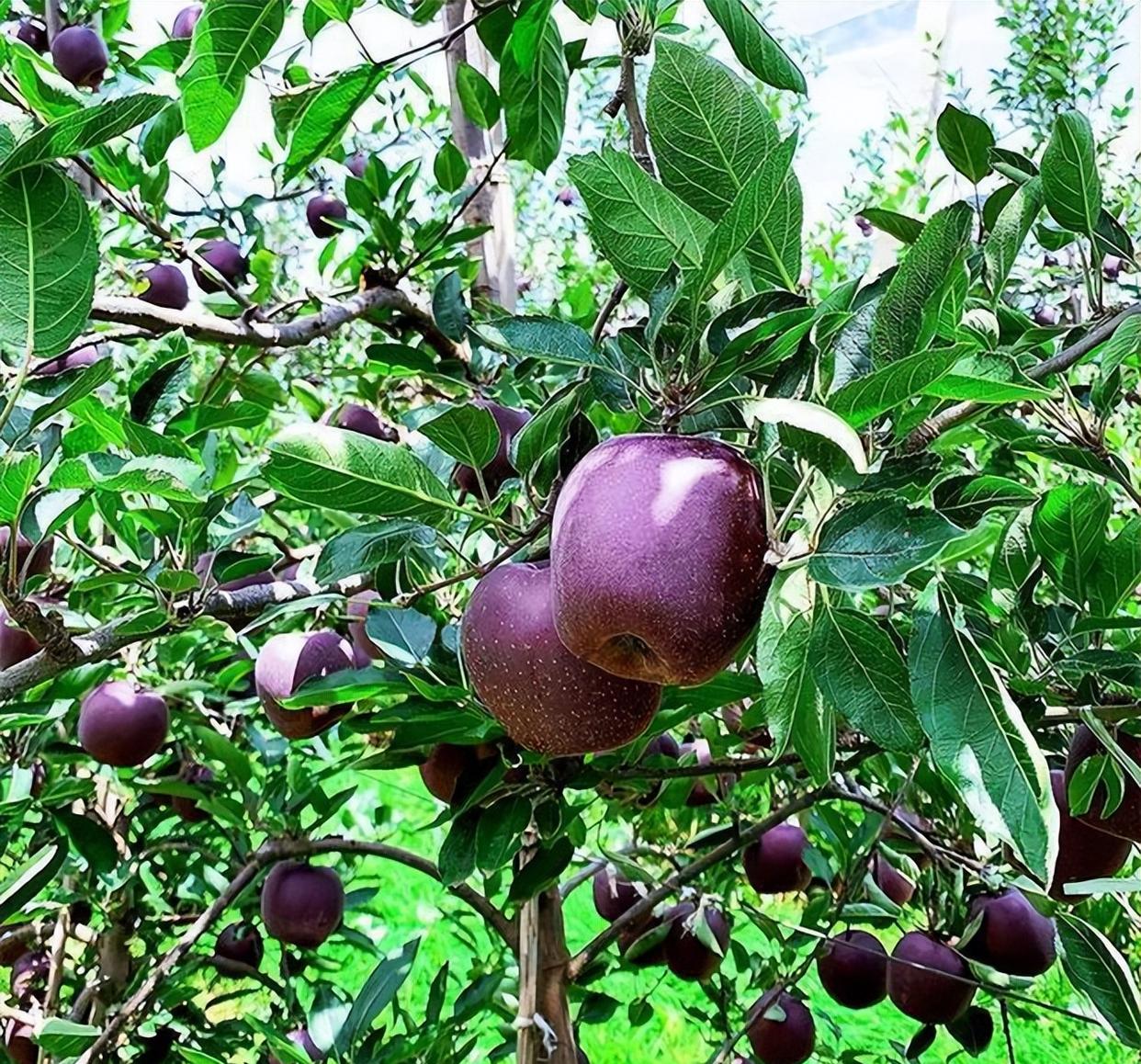 这款果树比较独特,耐寒耐旱长势好,果实甜蜜多汁,营养价值很高