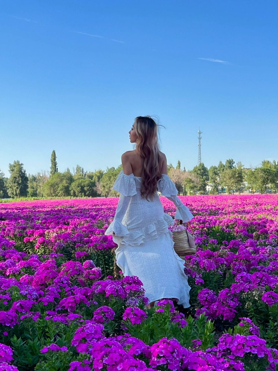 乌鲁木齐是懂浪漫的走进油画中的梦幻花海 在石人沟发现了大片绣球