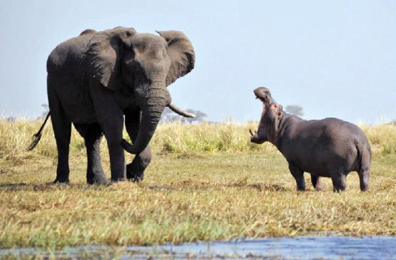都是食草动物,河马和犀牛为何有冲突?在冲突中,谁更胜一筹?