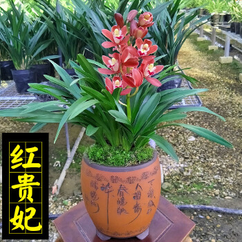 红贵妃兰花,像"贵妃"一样美丽,花姿雍容大气,兰香醇正幽远