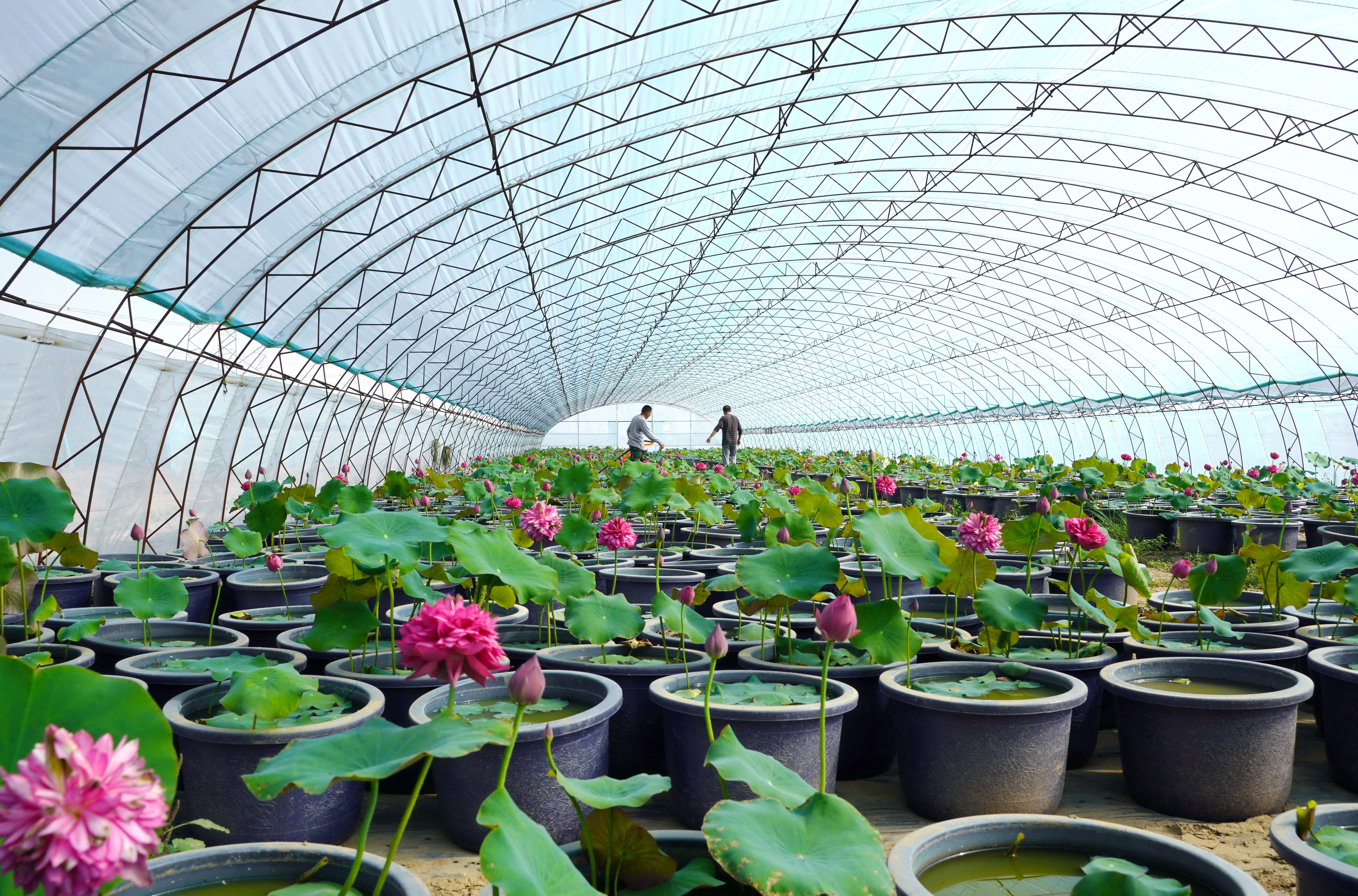 河北滦州:种植观赏荷花助增收