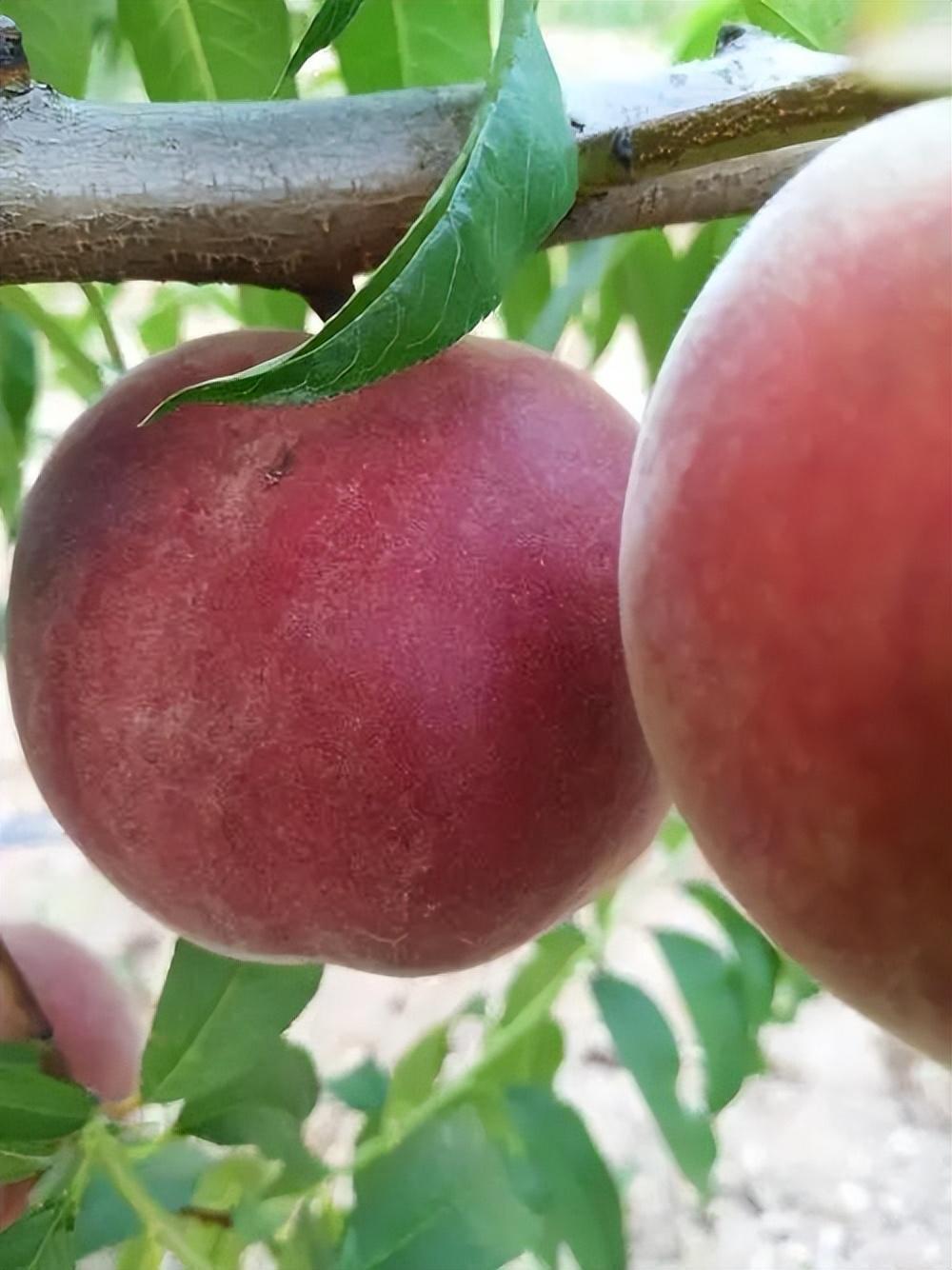 桃子中的香饽饽,果肉丰厚,口感鲜美,有空地的朋友可以自己种