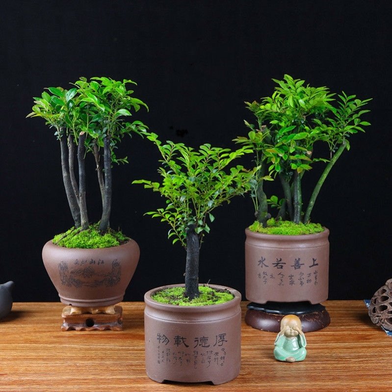 小叶紫檀盆栽,做到此2点,枝叶可散发出檀香味,让人神清气爽