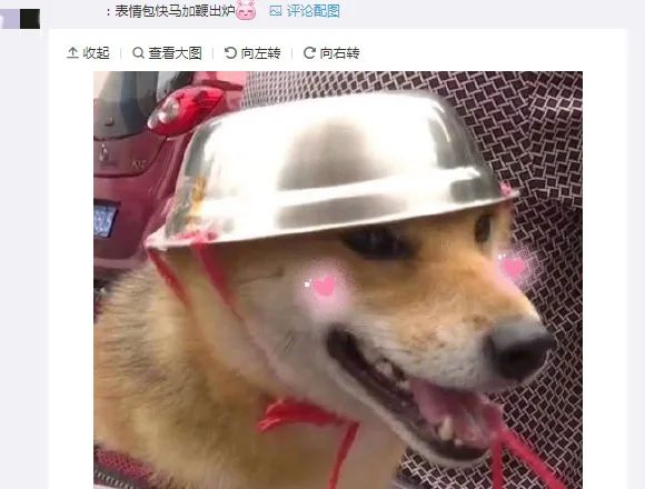 推荐为了骑行安全,连狗狗都戴头盔了!表情包火遍全网,网友:太可爱