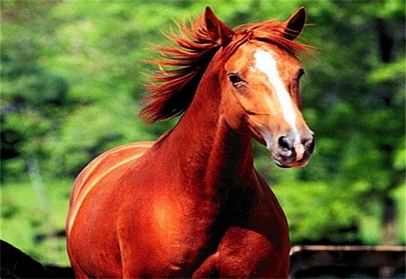 三国赤兔马曾有四个主人,为何唯独关羽死后,它选择了绝食而亡?