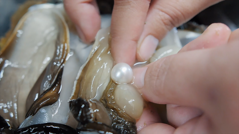 珍珠是怎么形成的?是对异物入侵的防御过程