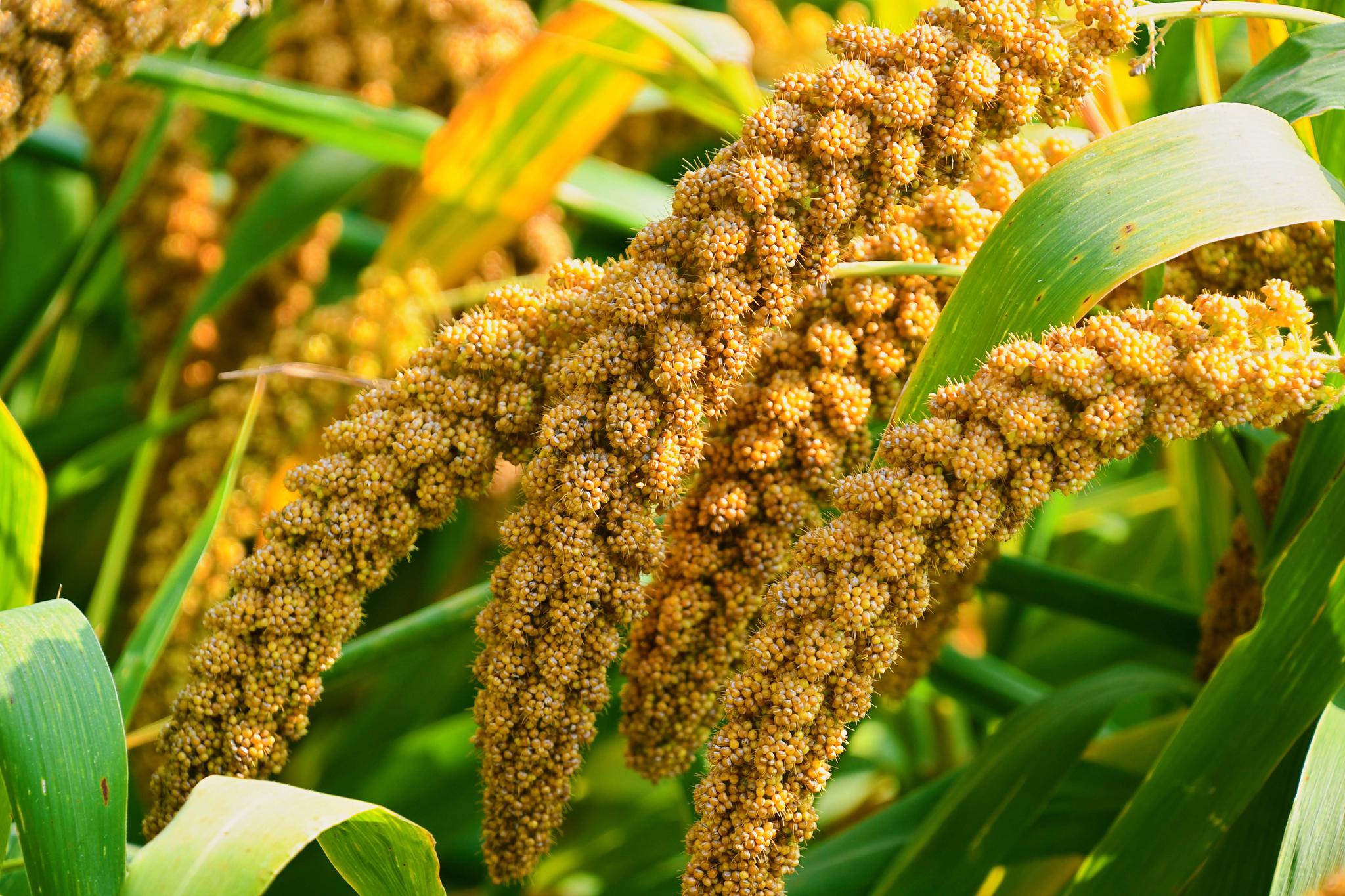 你听说过结"五谷"的五谷树吗?没想到我国就有这种梦中情"树"