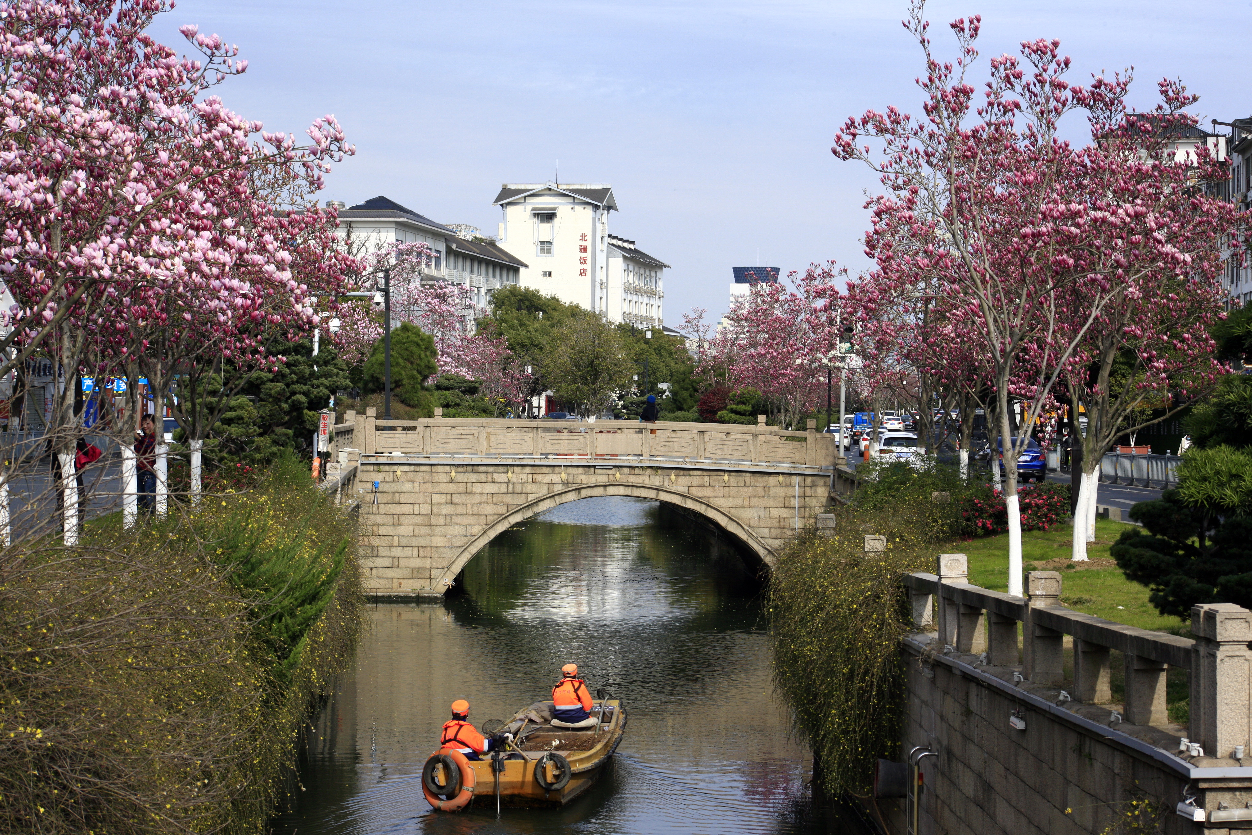 苏州干将路玉兰飘香 美到惊艳