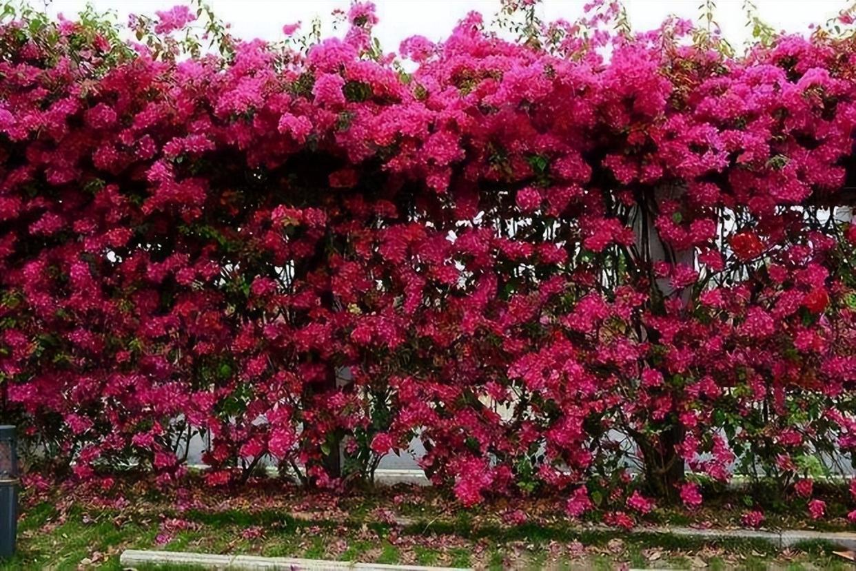 藤本类的巴西三角梅,不耗费你多余的时间,就能满足你的花墙愿望