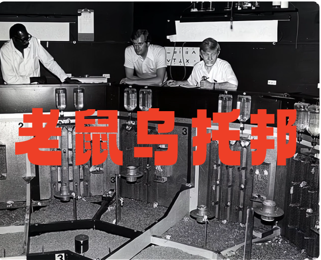 老鼠乌托邦:一个极其暗黑的实验