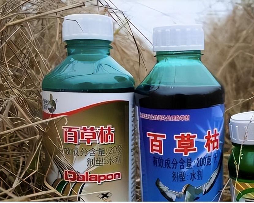 回顾"毒王"科莫多巨蜥,能不能抗住一瓶百草枯?