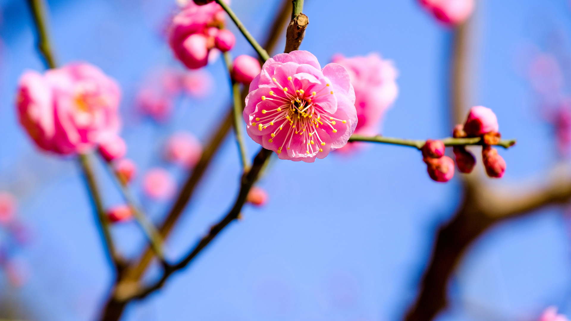 梅花壁纸高清全屏图片