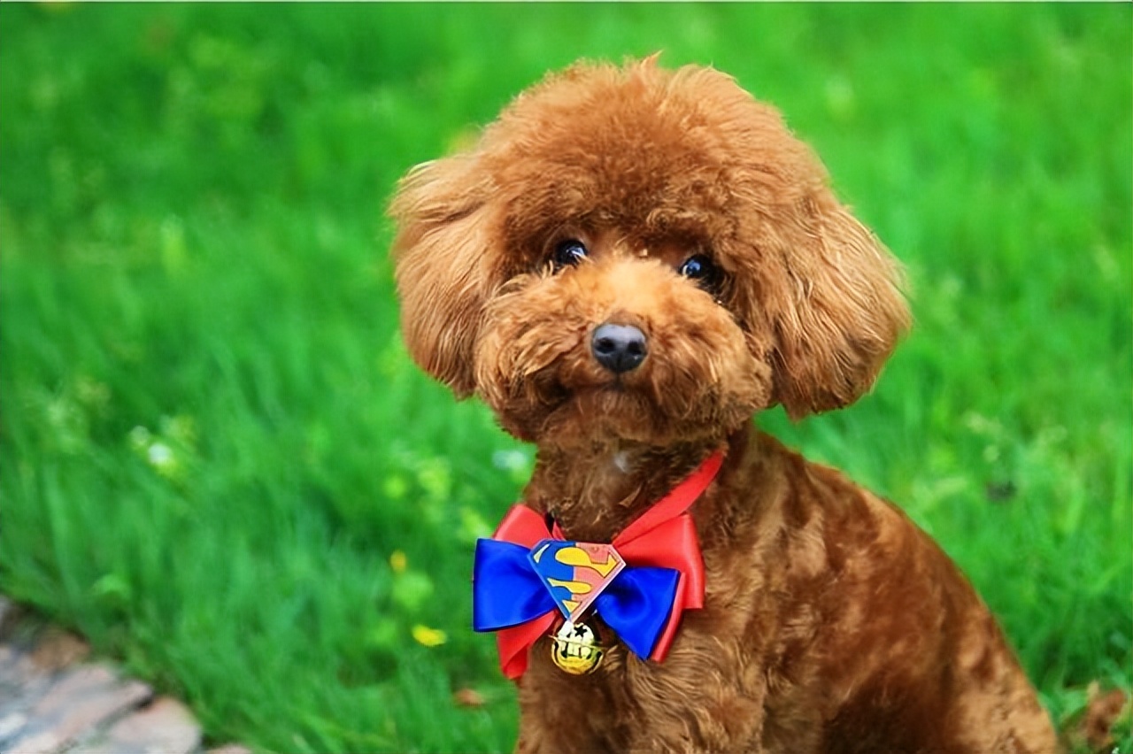 "生命短"的泰迪狗,有这六大特点,希望你家泰迪没有!