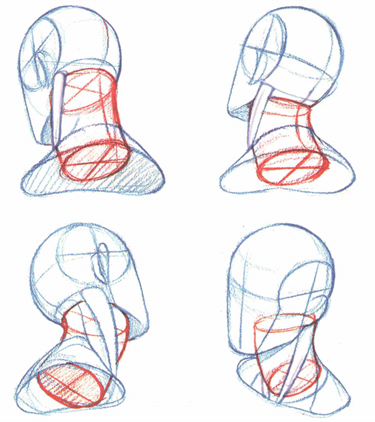 素描脖子结构图片图片