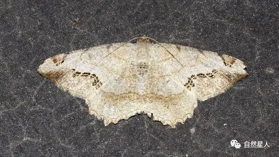 「槐树上那些"吊死鬼儿"长大后的样子」奥森科普日记:槐尺蛾