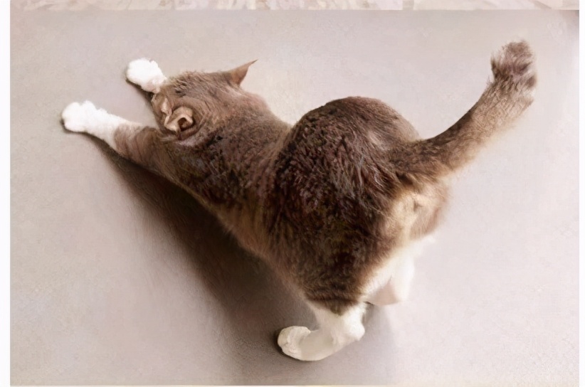 猫咪最喜欢被人摸的位置顺序应该是:摸屁股