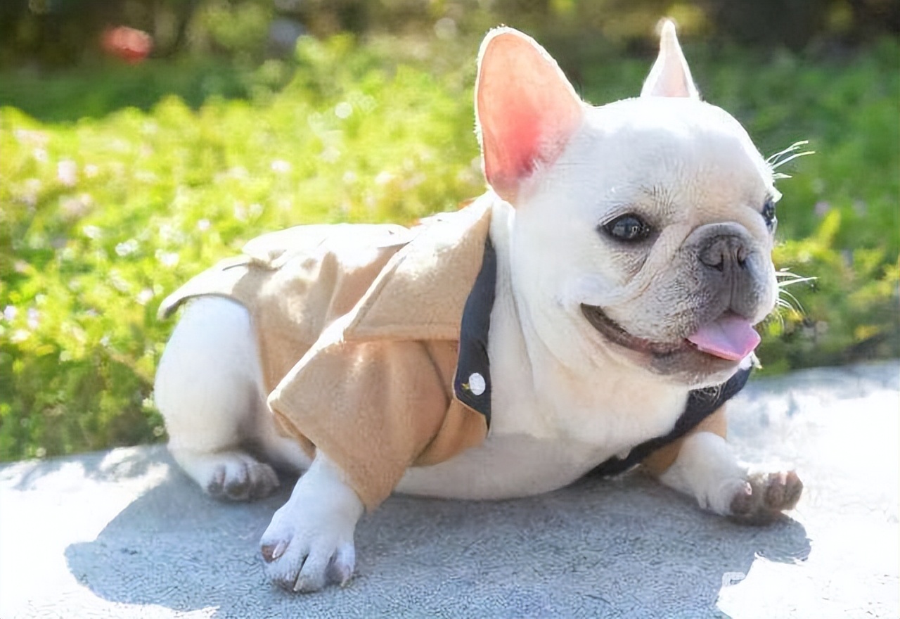 为什么"法斗犬"逐渐退出宠物圈?网友:这6点很遭人嫌弃