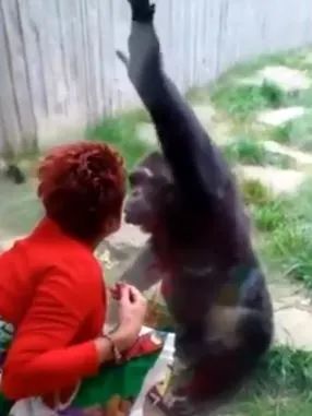 奇葩!比利时女子“恋上”黑猩猩，动物园下禁令插图1