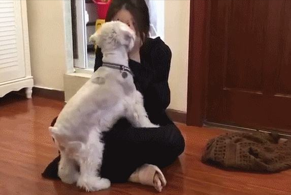 狗狗拿头"拱你",是想告诉你这5件事!