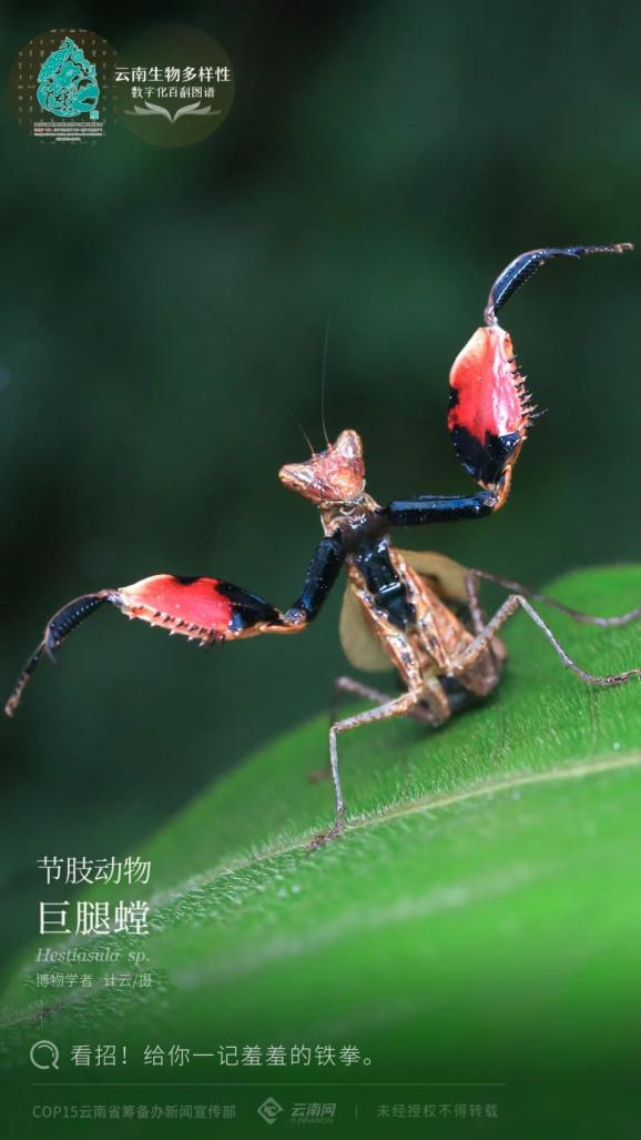 节肢动物·巨腿螳:看招!给你一记羞羞的铁拳