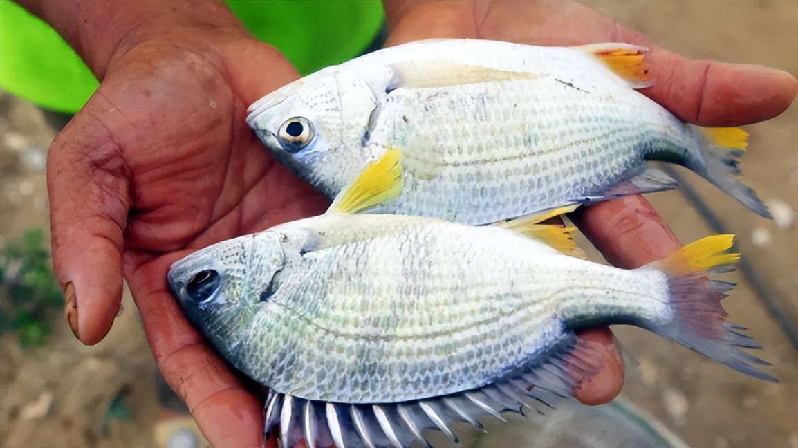 金湾黄立鱼——来自广东珠海的国家地理标志农产品