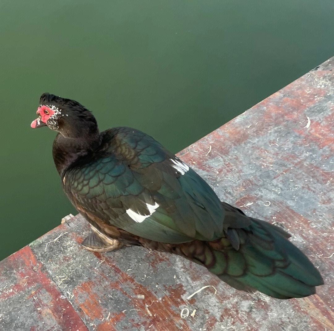 养殖界神器!番鸭养殖技术大揭秘