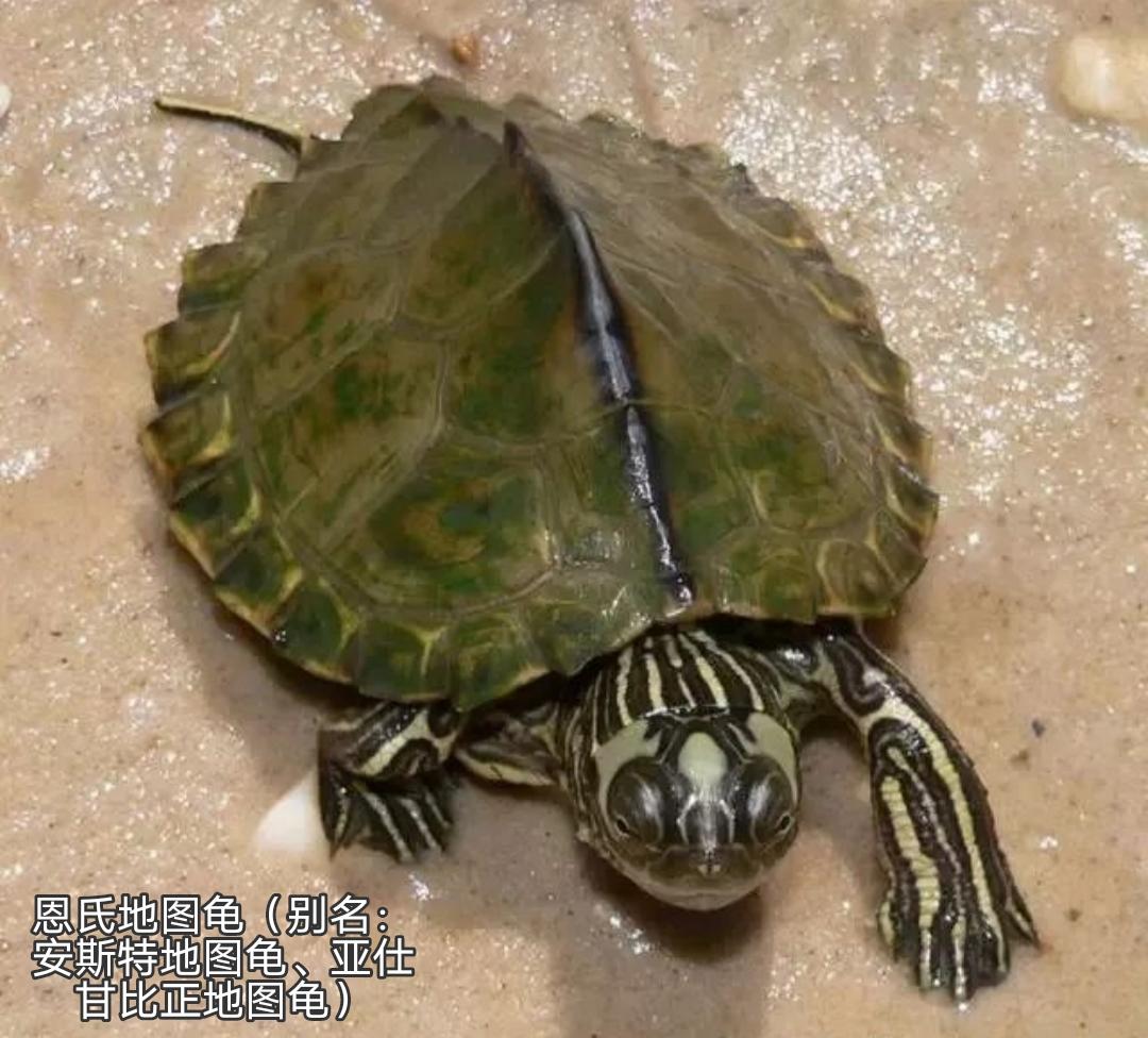地图龟是龟界的哈士奇,也是适合新手饲养的观赏龟,地图龟有13种