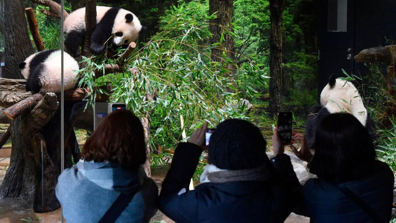 日本人抽签看中国熊猫,384人里抽一位,凌晨5点排队只能看60秒