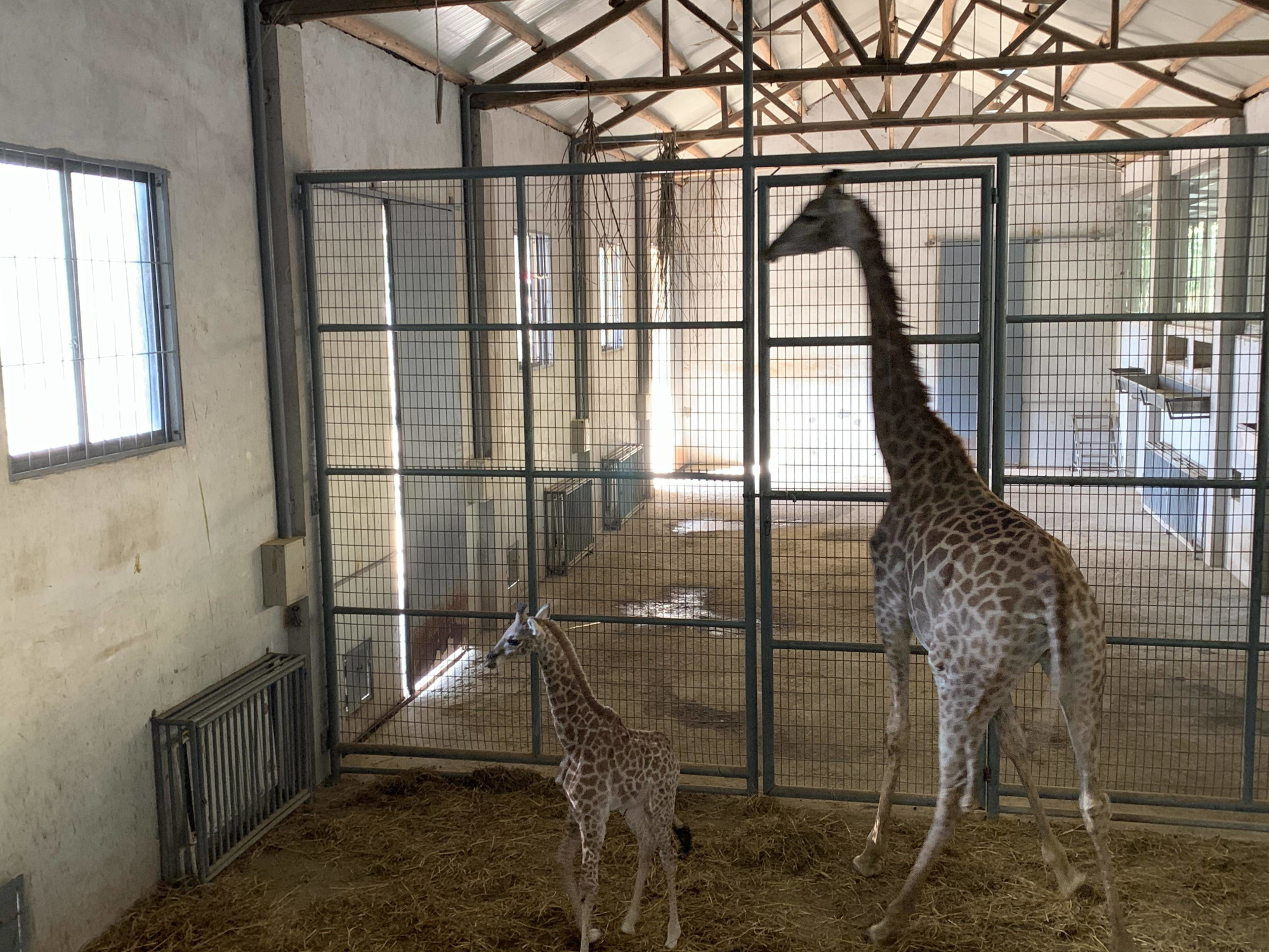 超萌!安吉中南百草原景区动物园又添2只小长颈鹿