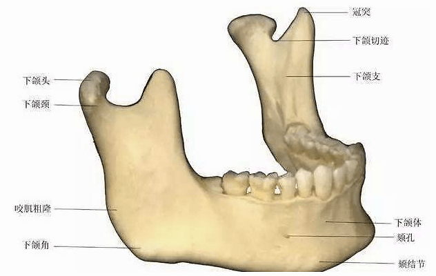 颏孔是干什么的图片