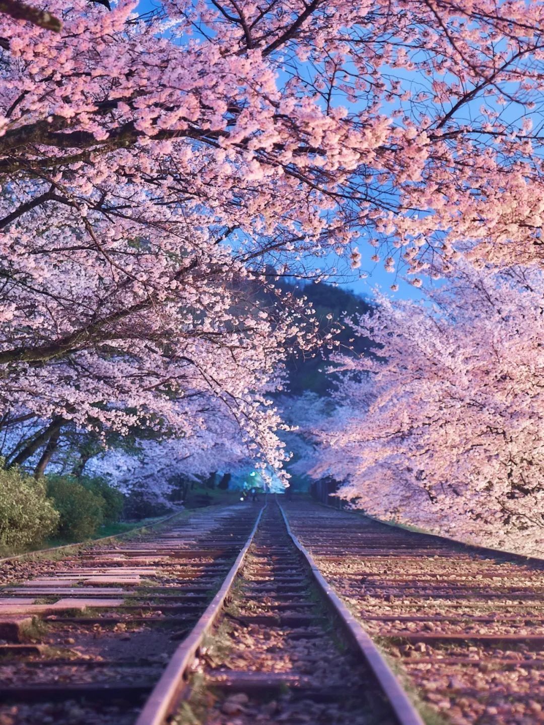 三年过去,日本的樱花还好看吗?网友用77张照片回答了这个问题!