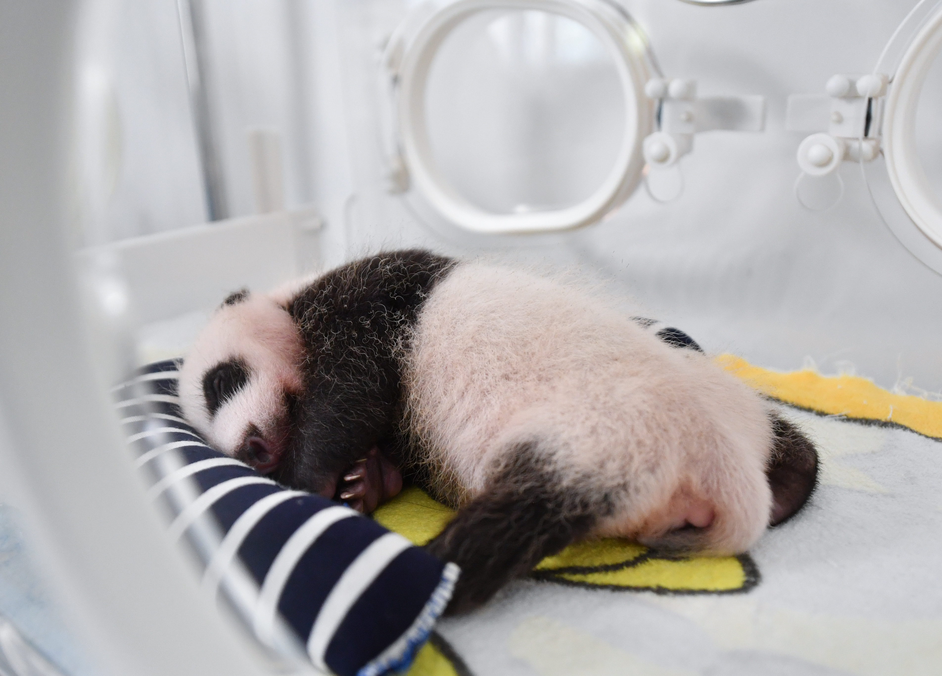 秦岭大熊猫宝宝健康成长