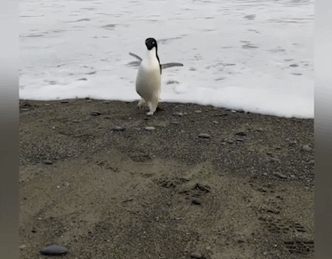 南极企鹅迷路 竟然游到了3000公里外的新西兰