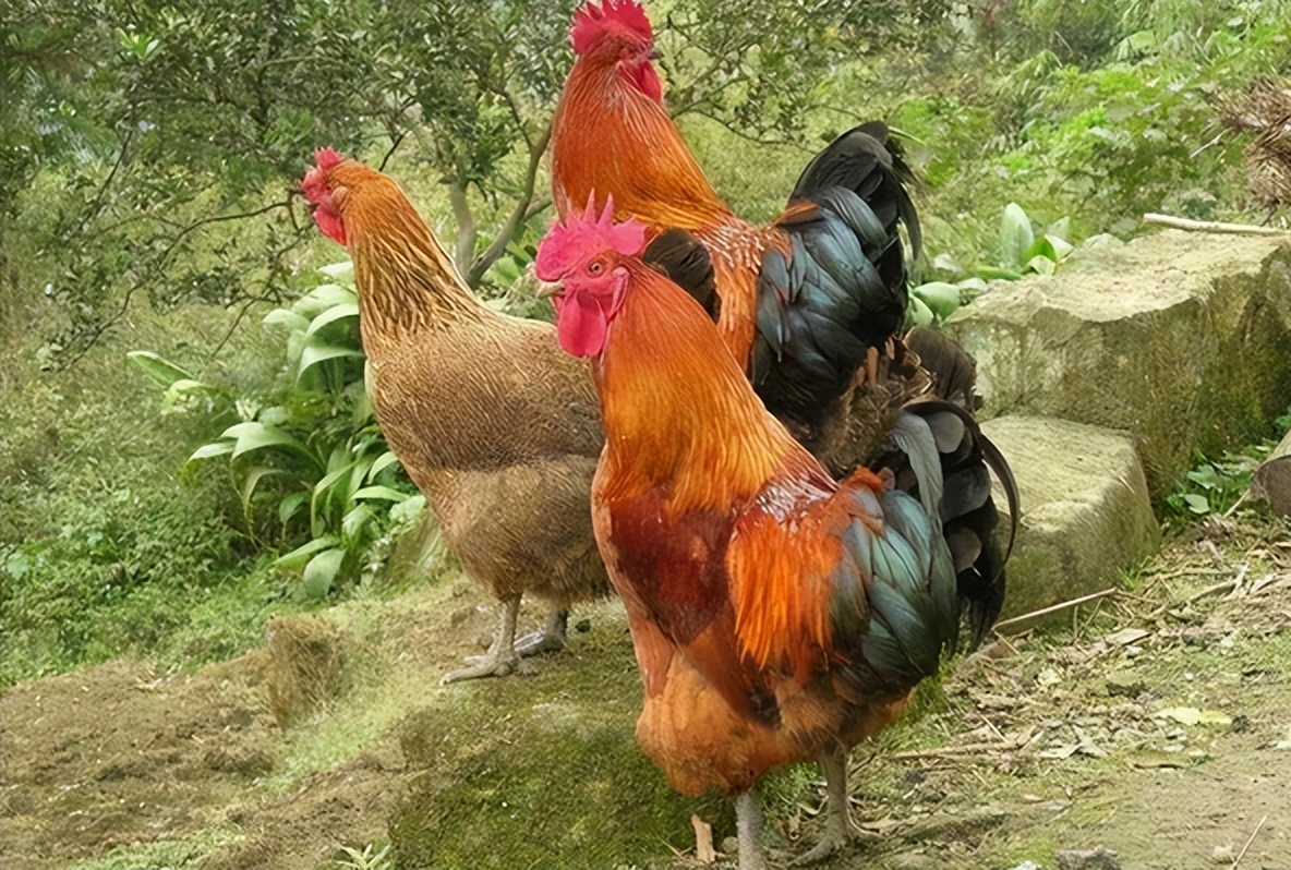 曾是香饽饽的农村土鸡,城里人专门开车来买,为何现在卖不动了?